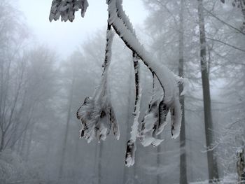 Icicles hanging on tree during winter