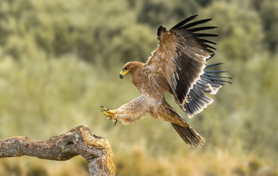 Close-up of eagle flying