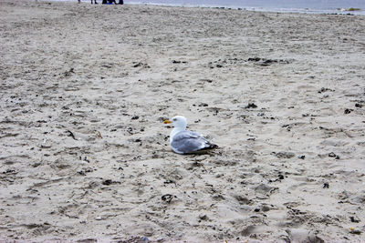 Seagulls perching on sand at beach