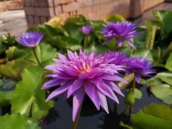 Close-up of purple water lily