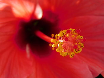 Close-up of red hibiscus