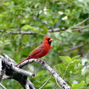 Bird perching on branch