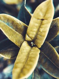 High angle view of leaves on plant