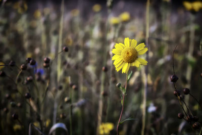 Close-up of yellow flowers blooming outdoors