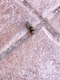 High angle view of insect