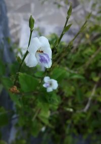 Close-up of white flowering plant