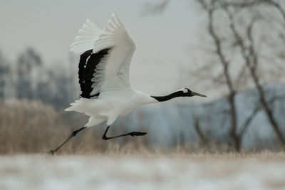 White bird flying over land during winter