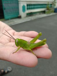 Close-up of insect 