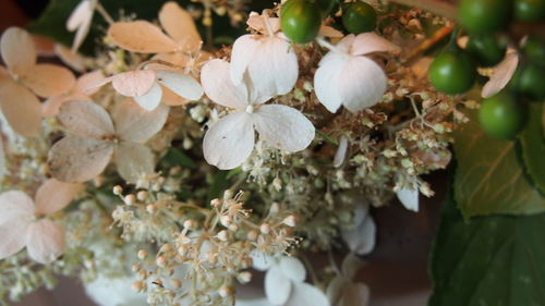 Close-up of white flowers blooming outdoors