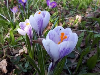 Close-up of purple crocus flowers on field