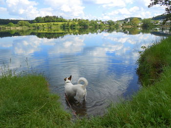 View of swans in lake