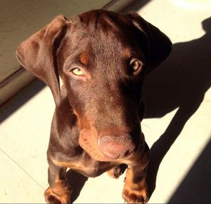 Close-up portrait of dog