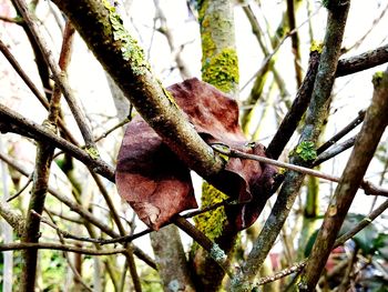 Low angle view of a tree