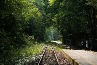 Railroad track amidst trees