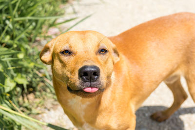 Close-up of dog standing in yard on sunny day