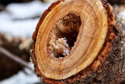 Close-up of tree trunk