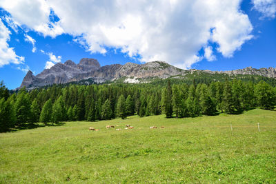 Scenic view of field against sky