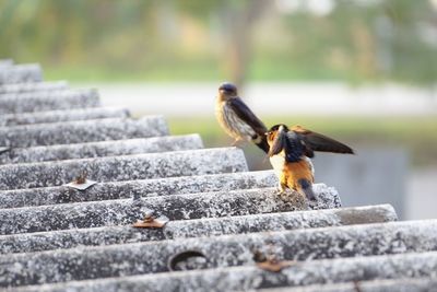 Close-up of birds exercising on a roof tile