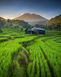 Rice terraces in majalengka, west java