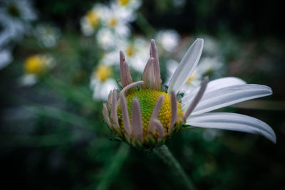 Close-up of white flowering plant