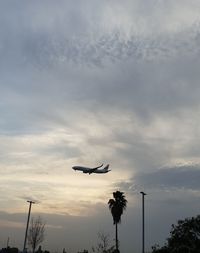 Low angle view of silhouette bird flying in sky