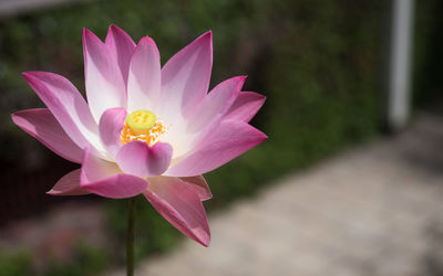 Close-up of pink water lily