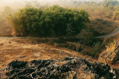 High angle view of plants growing on land