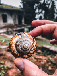 Cropped hand of person holding snail