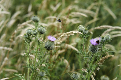 Close-up of thistle on purple flowering plant