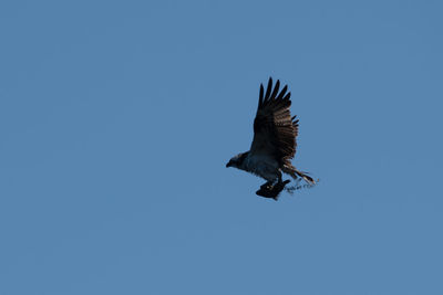 Low angle view of eagle flying against clear blue sky