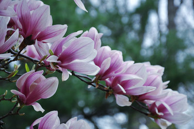 Close-up of a row of pink magnolia blossom 