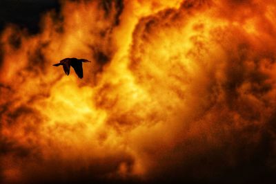 Low angle view of silhouette bird flying against sky