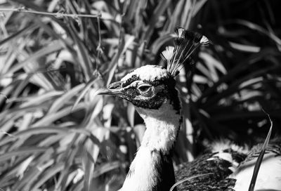 Close-up of bird