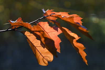 Close-up of dry maple leaves on tree