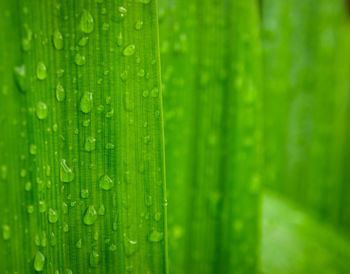 Close-up of wet green leaves