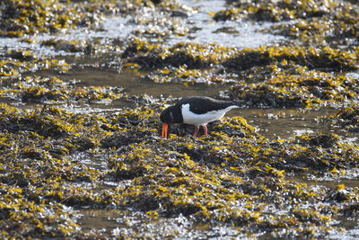 View of a bird on beach