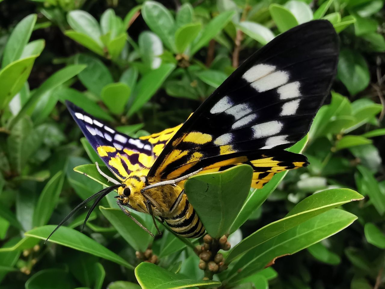 animal wildlife, animal themes, animals in the wild, one animal, animal, plant part, insect, leaf, invertebrate, beauty in nature, butterfly - insect, plant, animal wing, green color, nature, close-up, flower, day, no people, growth, outdoors, butterfly, pollination