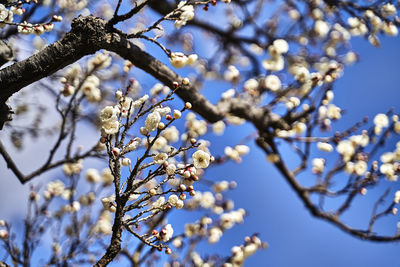 Low angle view of cherry blossoms against sky