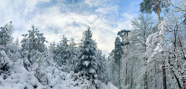 Snow covered trees in forest against sky