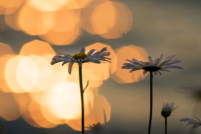 Close-up of flowering plant against orange sky