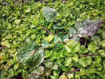 Full frame shot of fresh green plants