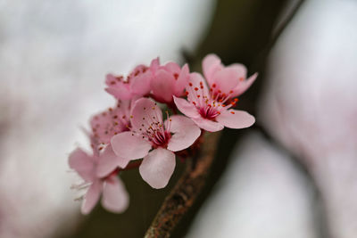 Close-up of pink cherry blossom