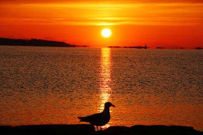 Silhouette bird in sea during sunset