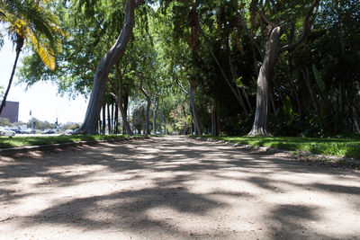 Empty road along trees