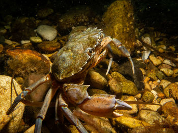 Close-up of crab on rock