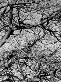 Low angle view of bare tree against sky