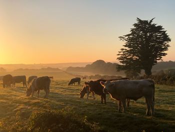 Horses grazing in a field