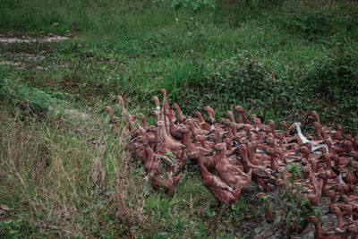 High angle view of animal on field