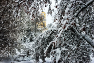 Snow covered pine trees in forest during winter