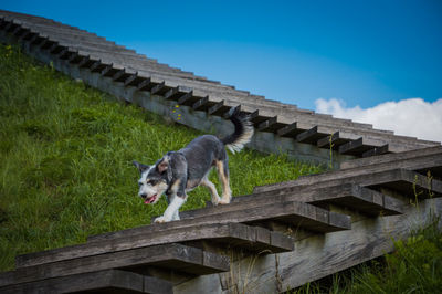 Low angle view of animal going down on wood stairs